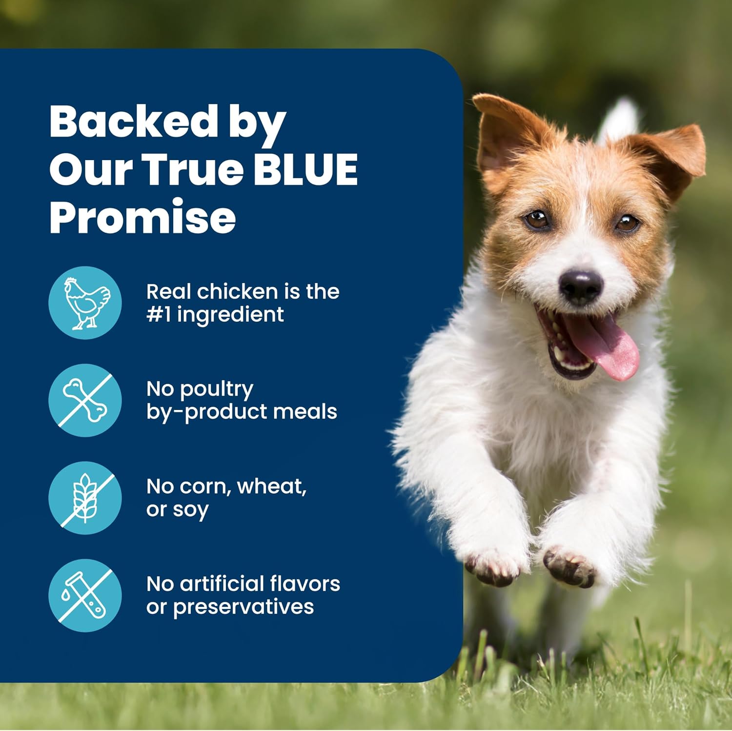 Blue Buffalo Life Protection Formula – Vet-Formulated Small Breed Adult Food with Whole Grains and No Fillers for Safer Daily Feeding