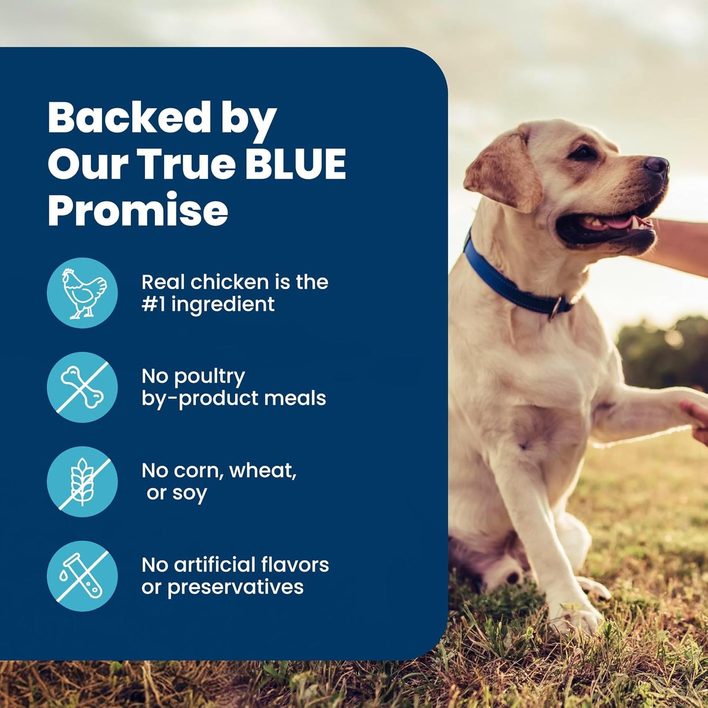 Blue Buffalo Life Protection Senior Dry Dog Food – Crafted with Real Deboned Chicken and Wholesome Grains for Mature Dogs, 15 lb