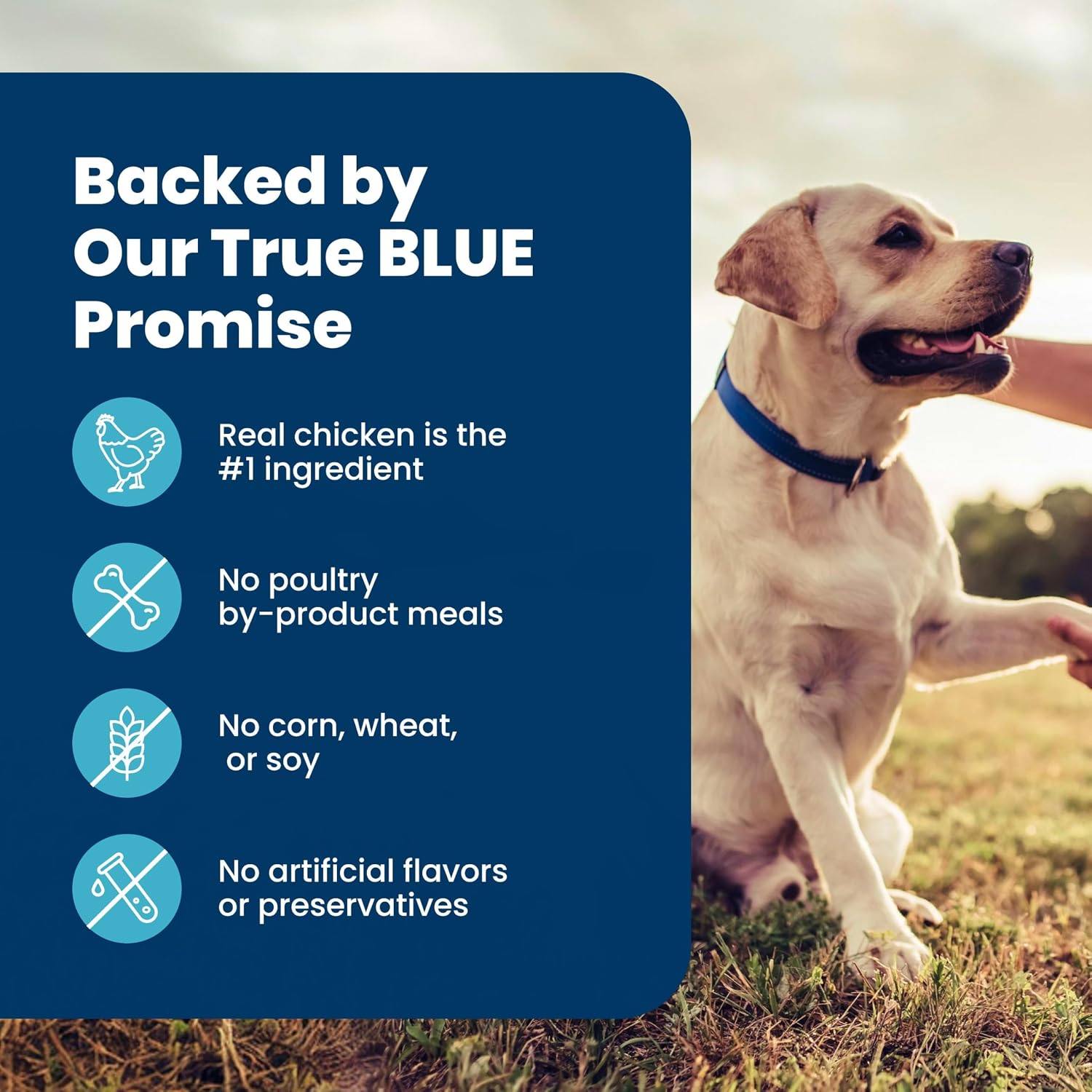 Blue Buffalo Life Protection Senior Dry Dog Food – Crafted with Real Deboned Chicken and Wholesome Grains for Mature Dogs, 15 lb