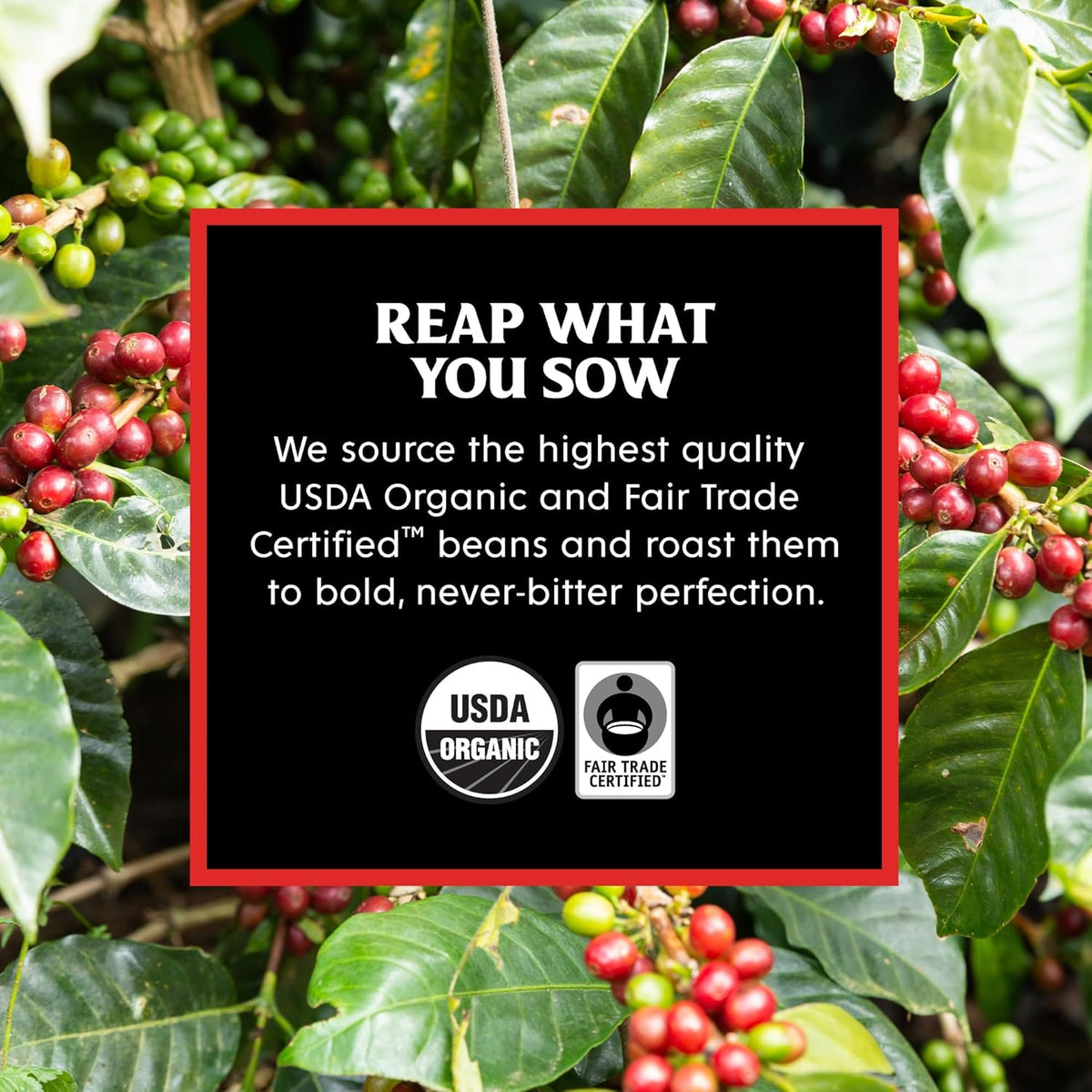 Death Wish Coffee Flavored Pod Variety Pack for Holiday Exchanges, Pumpkin Chai and Peppermint K-Cup Gift Set