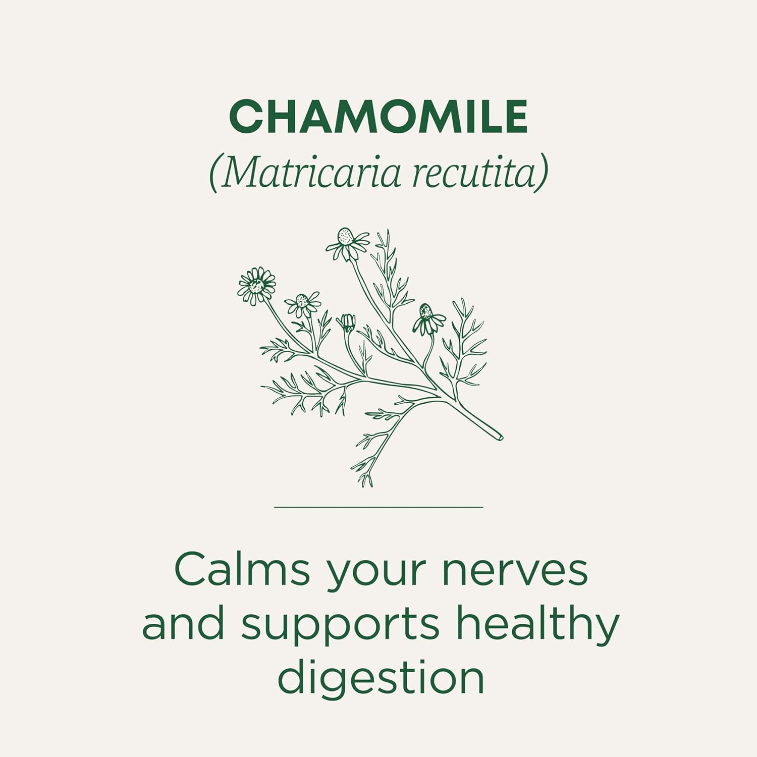 Traditional Medicinals Chamomile Herbal Tea – Simple Organic Brew for Uncluttered Kitchens and Quiet Routines, 16 Bags