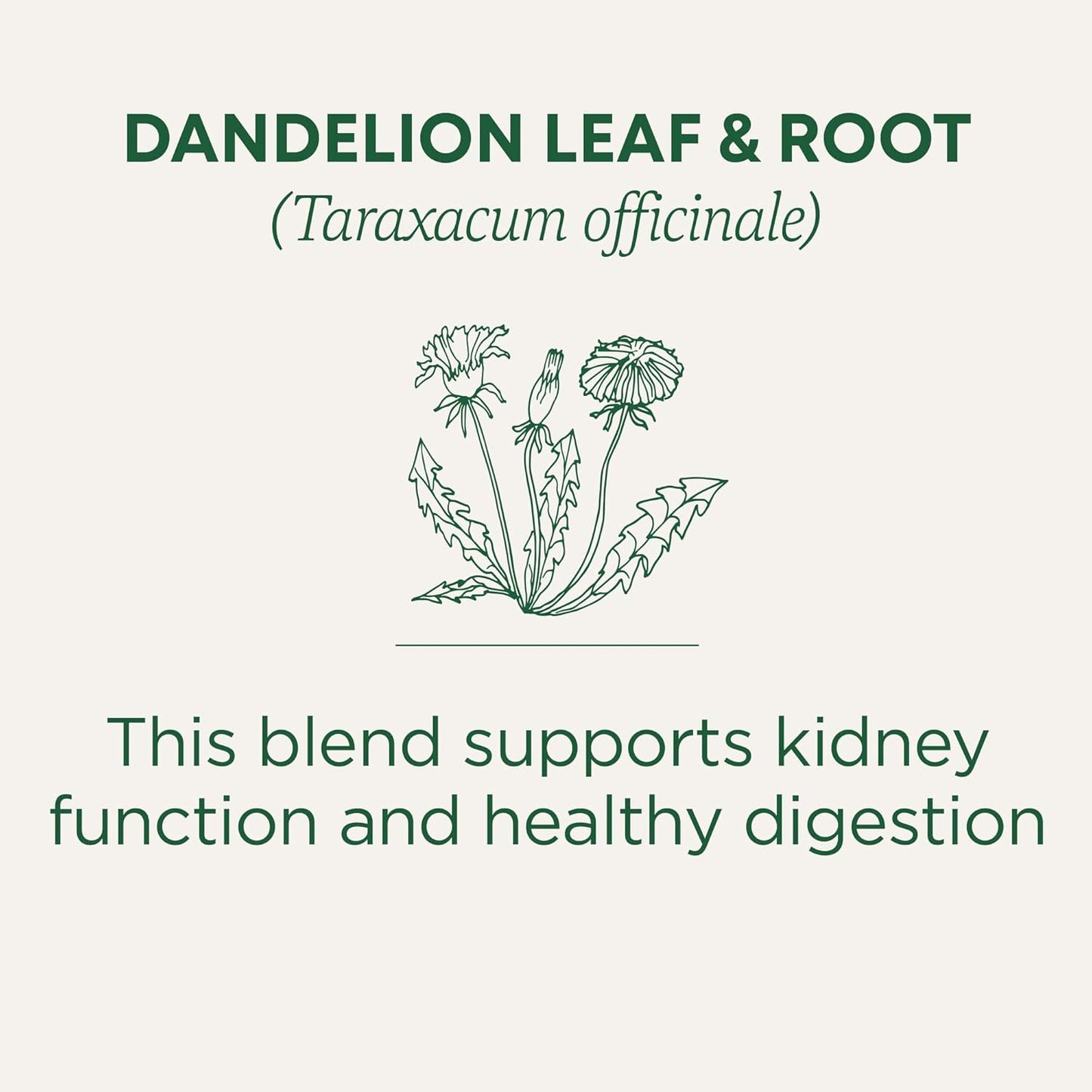 Traditional Medicinals Dandelion Detox Tea – Individually Wrapped Bags for Patio Lounging and Open-Air Sipping