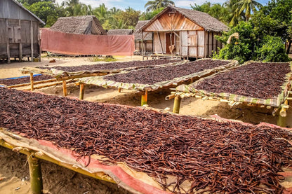 Vanilla Extract Co. Tahitian Pods – Reliable Extract-Grade Beans for Consistent Batch Production