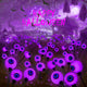 Purple - 6 Pack